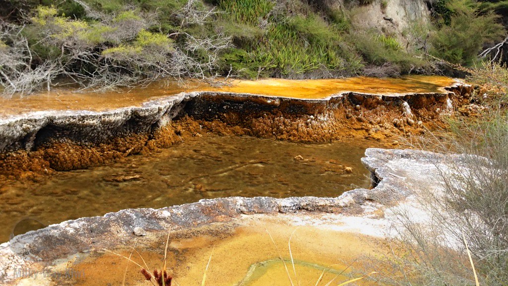 Professor Carol Oliver – ASTROBIOLOGY.NZ