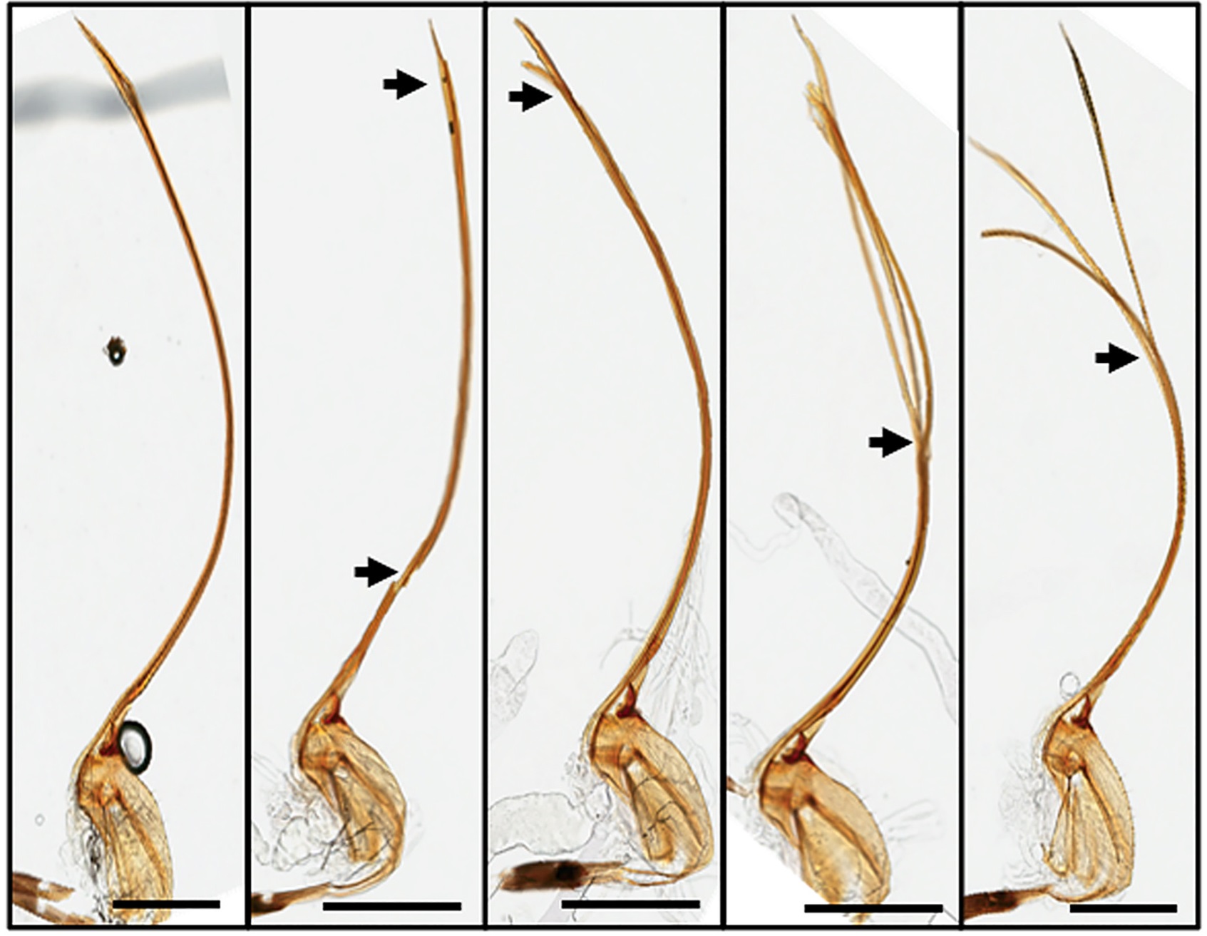 Spaceflight effects tumor-bearing fruit fly hosts and their parasites