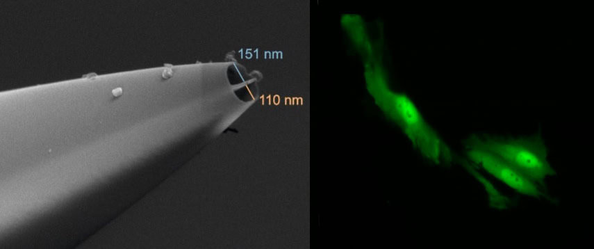 Single-cell nanobiopsy explores how brain cancer cells adapt to resist treatment – Physics World