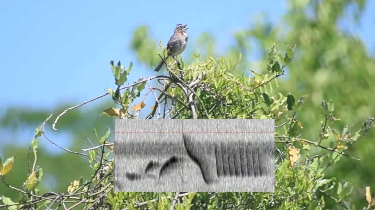 Wild songbirds respond to mathematically synthesized song – Physics World