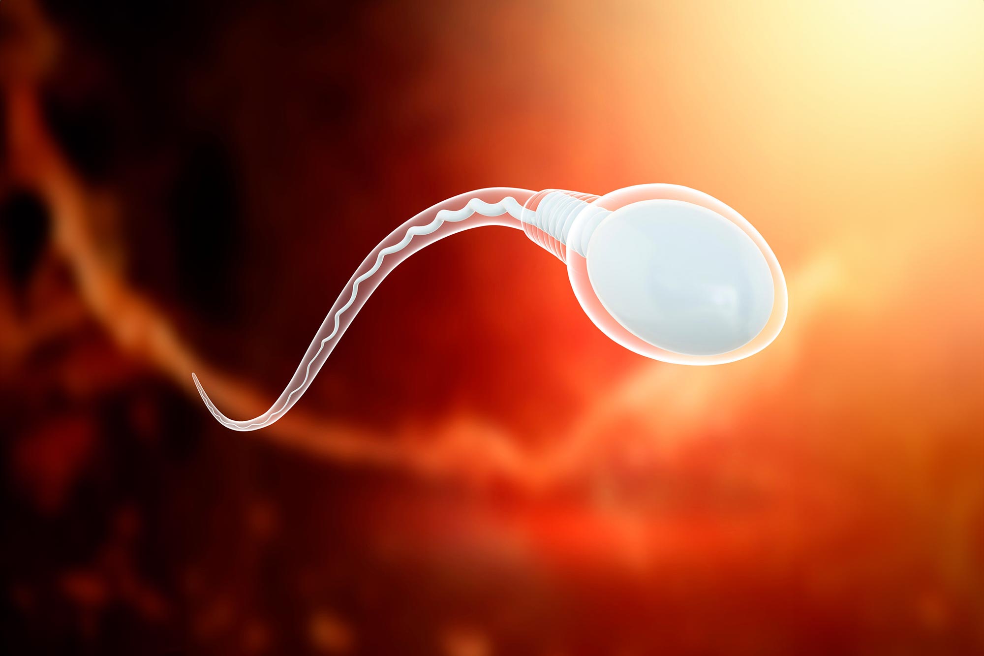 COVID-19 Virus Can Lurk in Sperm for 100+ Days After Infection