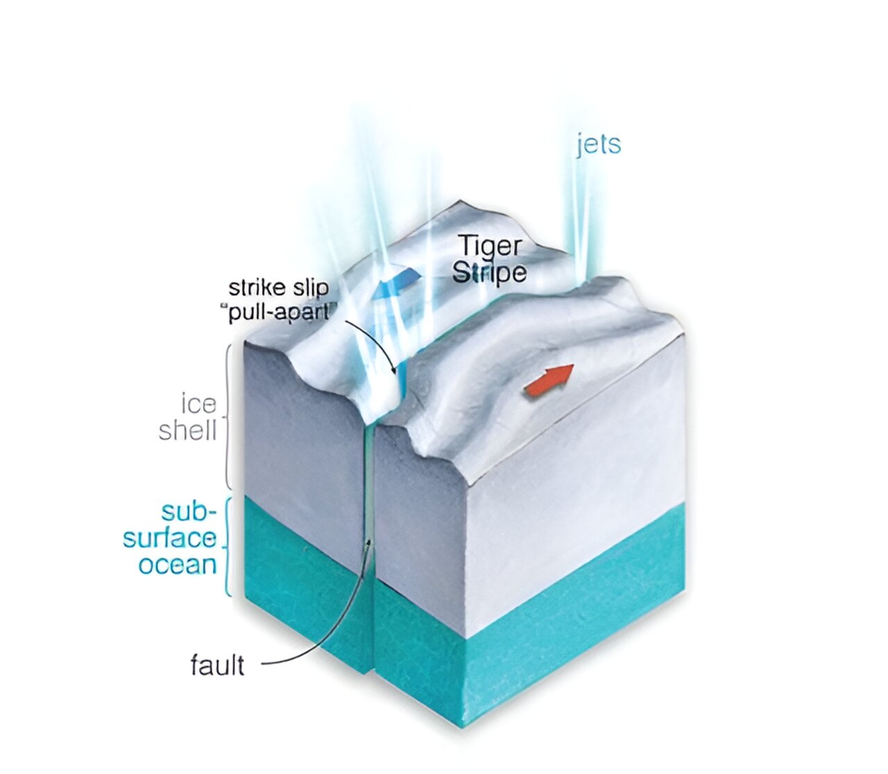 Enceladus spills its guts through strike–slip motion